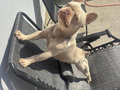 Prince the frenchie