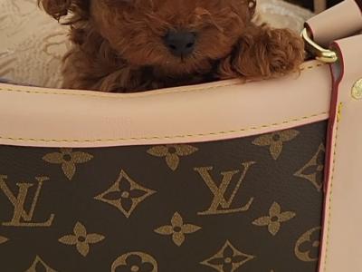 Exclusive male Toy Poodle puppy in Laois
