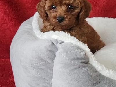 Exclusive male Toy Poodle puppy in Laois
