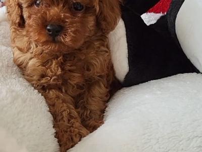 Exclusive male Toy Poodle puppy in Laois