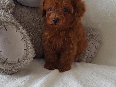 Exclusive male Toy Poodle puppy in Laois