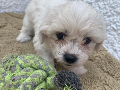 Beautiful Shih Tzu x Bichon Frise in Offaly