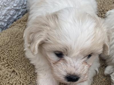 Beautiful Shih Tzu x Bichon Frise in Offaly