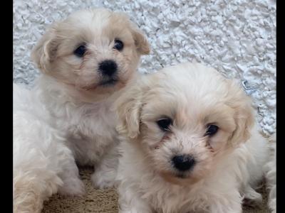 Beautiful Shih Tzu x Bichon Frise in Offaly