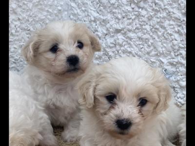 Beautiful Shih Tzu x Bichon Frise in Offaly