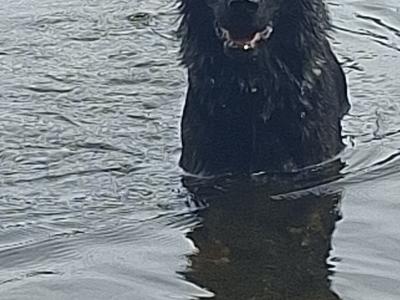 Echo - German Shepherd for stud in Louth