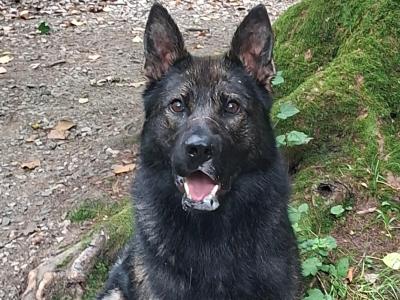 Echo - German Shepherd for stud in Louth