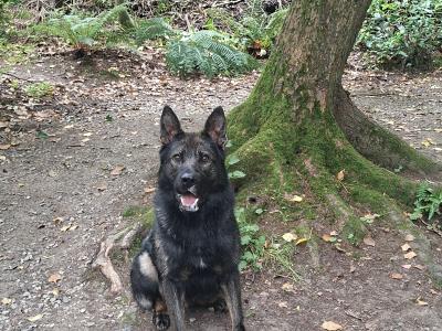 Echo - German Shepherd for stud in Louth