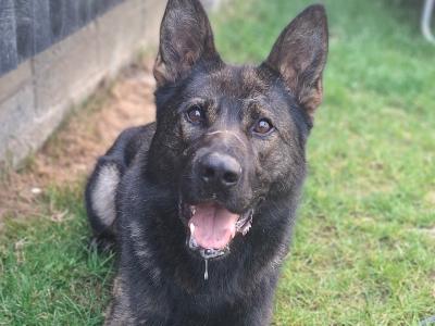 Echo - German Shepherd for stud in Louth