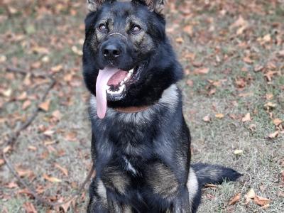 Echo - German Shepherd for stud in Louth