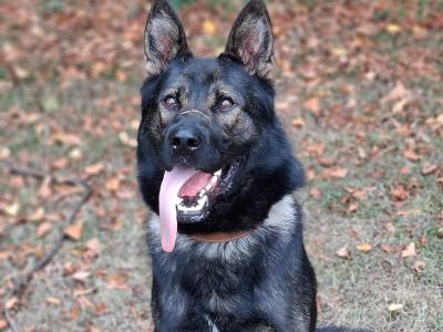 Echo - German Shepherd for stud in Louth