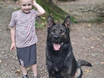 Echo - German Shepherd for stud in Louth
