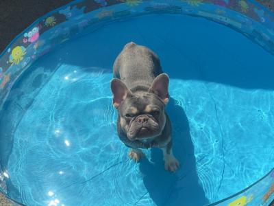Reggie the Frenchie - French Bulldog for stud in Kildare
