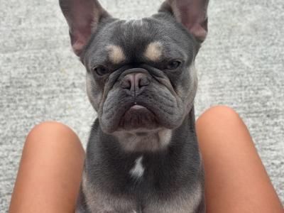 Reggie the Frenchie - French Bulldog for stud in Kildare