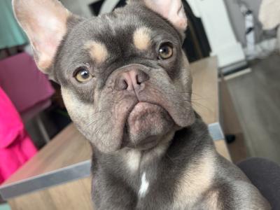 Reggie the Frenchie - French Bulldog for stud in Kildare