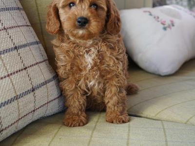 Beautiful Cavapoo puppies in Offaly