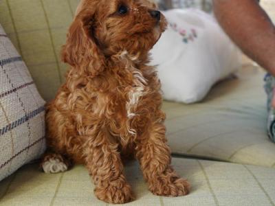Beautiful Cavapoo puppies in Offaly