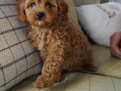 Beautiful Cavapoo puppies in Offaly