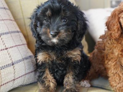 Beautiful Cavapoo puppies in Offaly