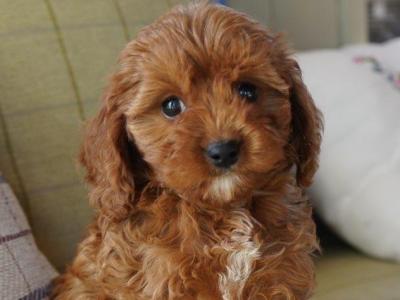 Beautiful Cavapoo puppies in Offaly