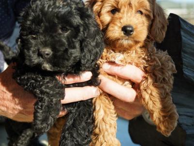 Beautiful Cavapoo puppies in Offaly