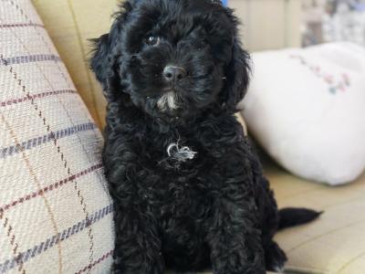 Beautiful Cavapoo puppies in Offaly