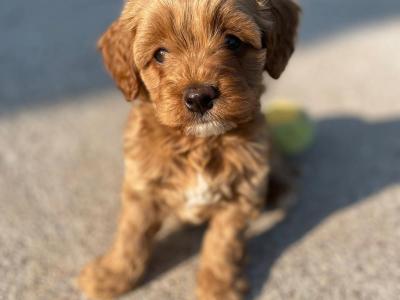 Adorable Toy Maltipoo’s in Cork