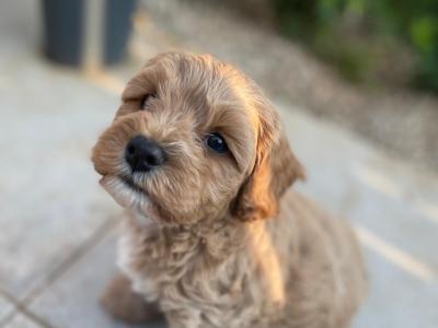 Adorable Toy Maltipoo’s in Cork