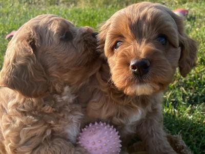Adorable Toy Maltipoo’s in Cork
