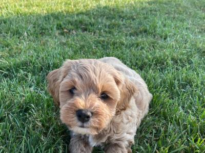 Adorable Toy Maltipoo’s in Cork