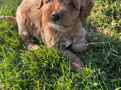 Adorable Toy Maltipoo’s in Cork