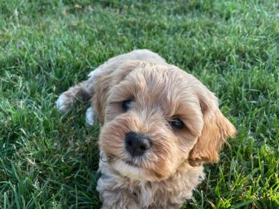 Adorable Toy Maltipoo’s in Cork