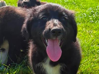 Fabulous Golden Retriever Cross puppies for sale in Cavan