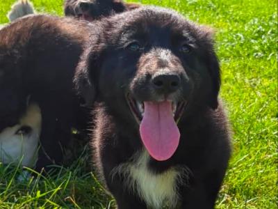 Fabulous Golden Retriever X puppies for sale in Cavan