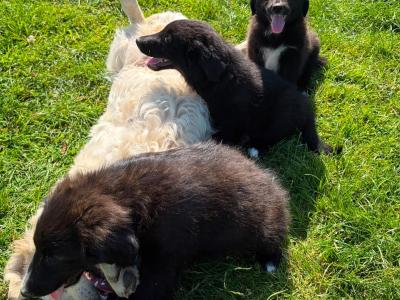 Fabulous Golden Retriever Cross puppies for sale in Cavan