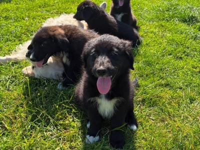 Fabulous Golden Retriever Cross puppies for sale in Cavan