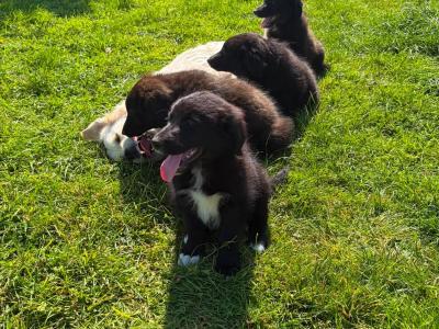 Fabulous Golden Retriever Cross puppies for sale in Cavan