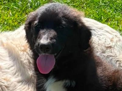 Fabulous Golden Retriever Cross puppies for sale in Cavan