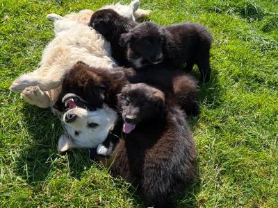 Fabulous Golden Retriever Cross puppies for sale in Cavan