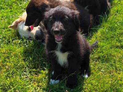 Fabulous Golden Retriever X puppies for sale in Cavan