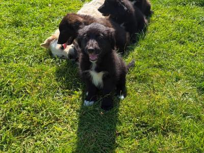 Fabulous Golden Retriever Cross puppies for sale in Cavan