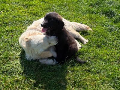 Fabulous Golden Retriever Cross puppies for sale in Cavan