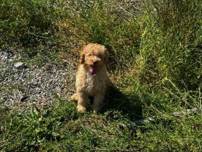 Beautiful Poodle puppies for sale in Kilkenny
