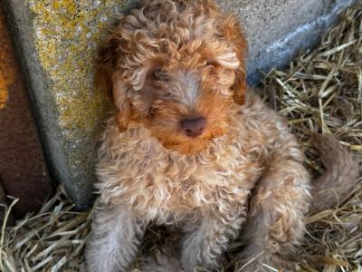 Beautiful Poodle puppies for sale in Kilkenny