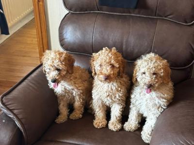 Beautiful Poodle puppies for sale in Kilkenny
