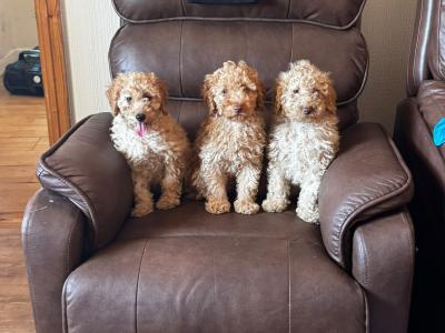 Beautiful Poodle puppies for sale in Kilkenny