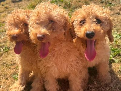 Beautiful Poodle puppies for sale in Kilkenny