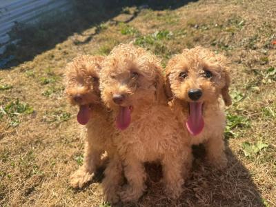 Beautiful Poodle puppies for sale in Kilkenny