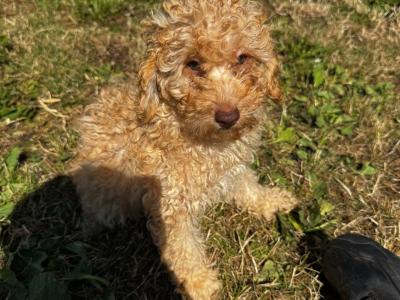 Beautiful Poodle puppies for sale in Kilkenny