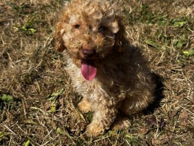 Beautiful Poodle puppies for sale in Kilkenny